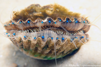 Atlantic bay scallop