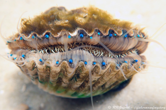 Atlantic bay scallop, marine biology, Forestry and Natural Resources.