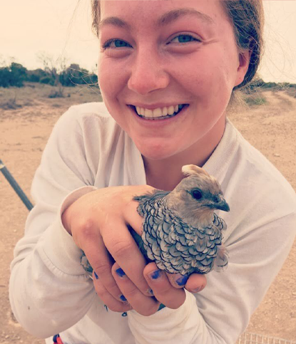 Banding quail in Texas during the Purdue wildlife practicum at ruble ranch