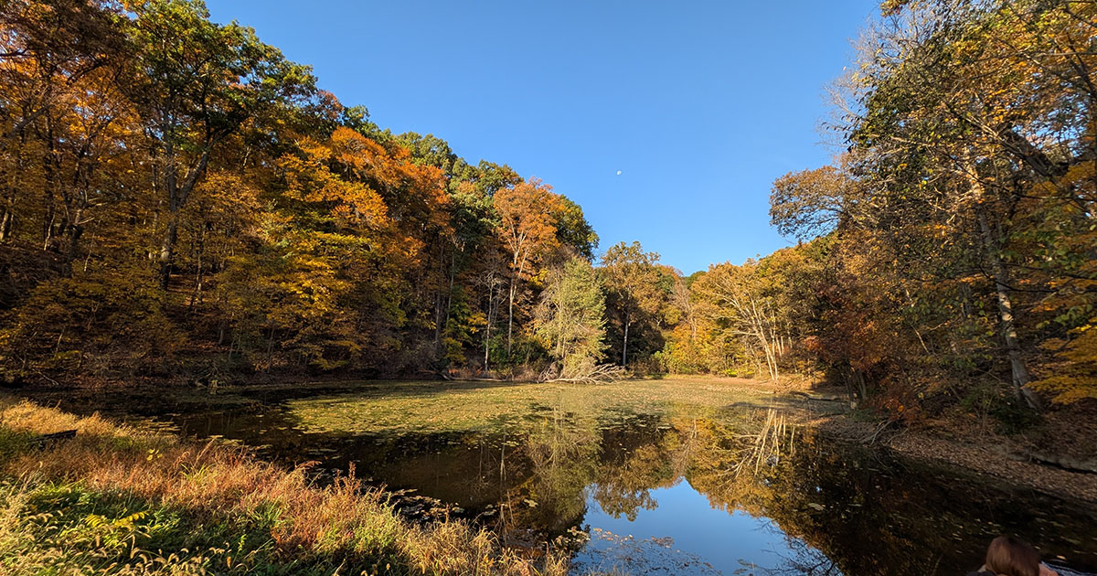 Trees with fall colors around the pond at Martell Forest