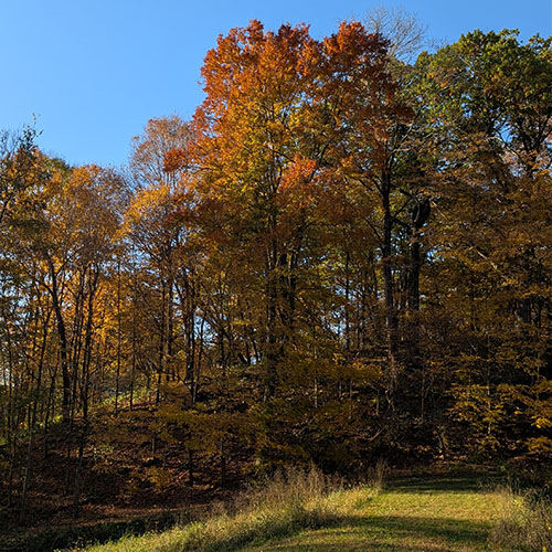 Fall colors at Martell Forest