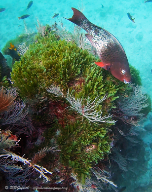 Bicolor parrotfish