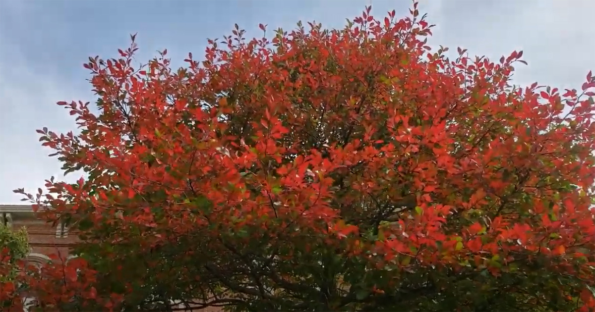 Black gum tree showing its bright red fall foliage
