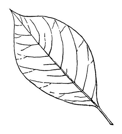 Line drawing of a black gum leaf