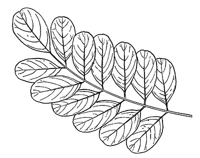 line drawing of a black locust leaf 