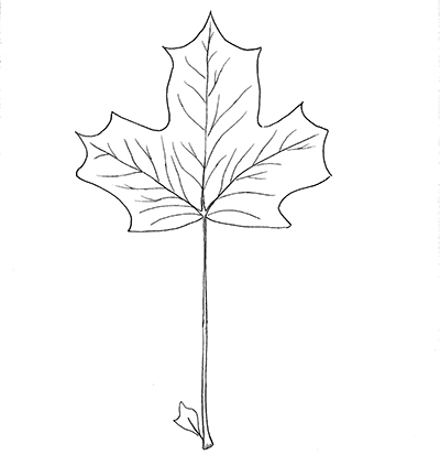 Line drawing of a black maple leaf