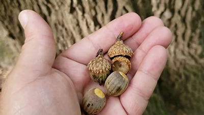 acorns from a black oak tree