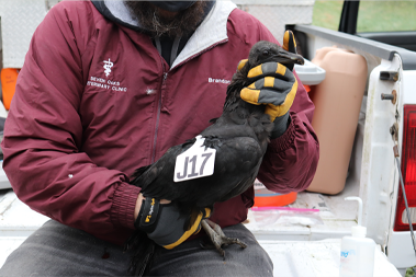 Black vulture held in lab