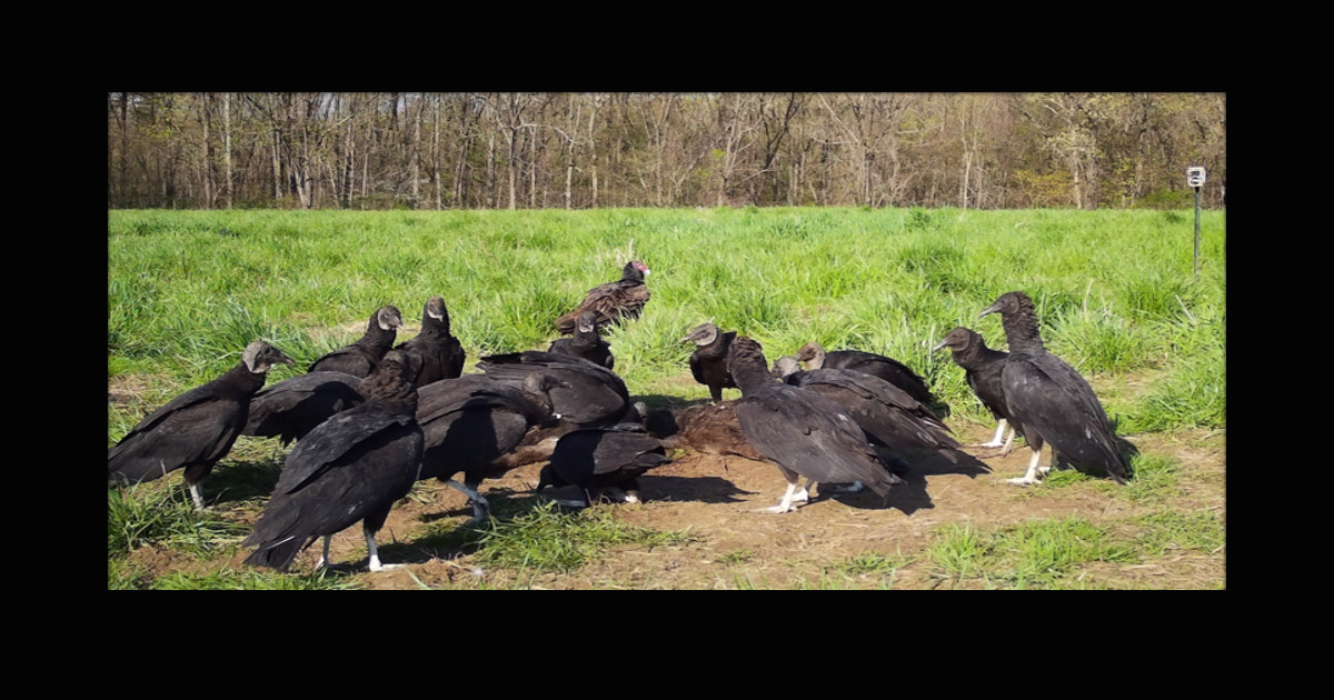 15 Black Vultures scavenge a calf carcass at Southern Indiana Purdue Agriculture Center while one Turkey Vulture waits vigilantly in the background.