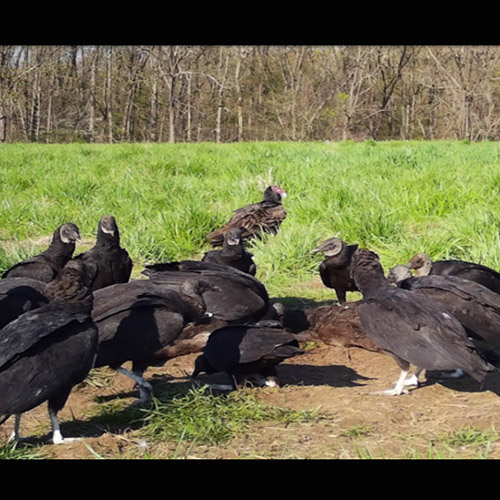 15 Black Vultures scavenge a calf carcass at Southern Indiana Purdue Agriculture Center while one Turkey Vulture waits vigilantly in the background.