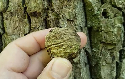 A black walnut nut held against the bark of the trunk