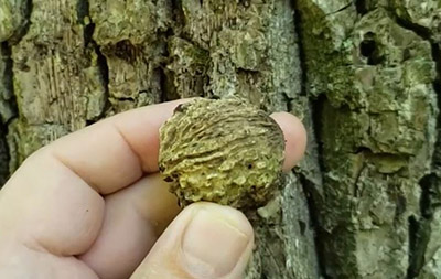 Black walnut nut