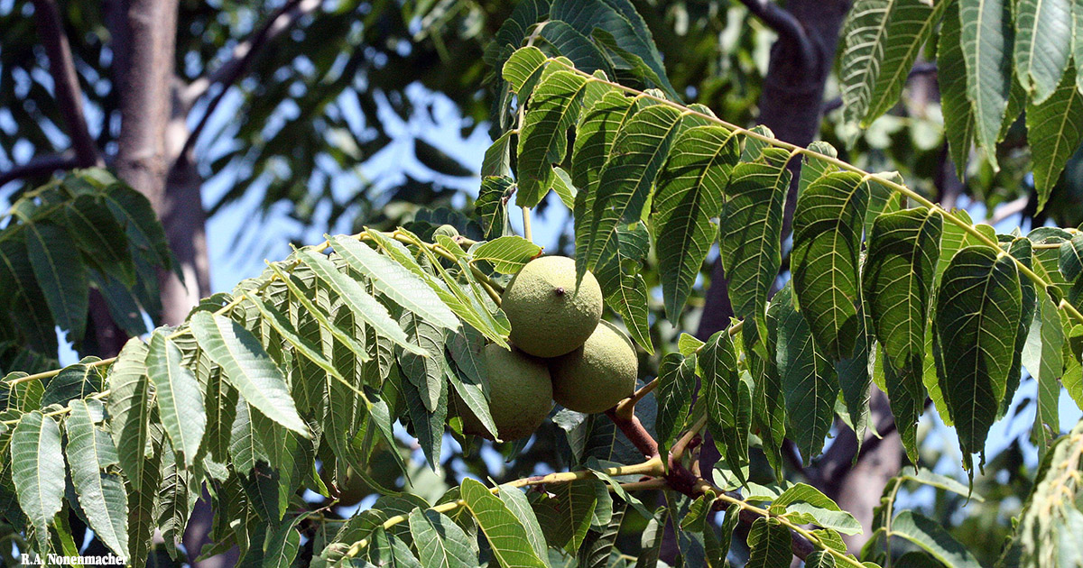 A black walnut tree