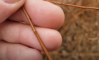 Black willow buds