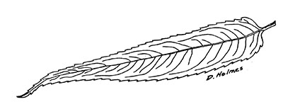 Line drawing of a black willow leaf