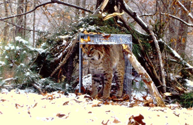 A bobcat leaving a live trap cage