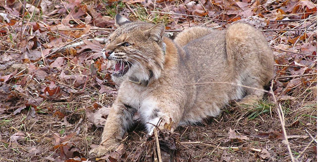 Bobcat