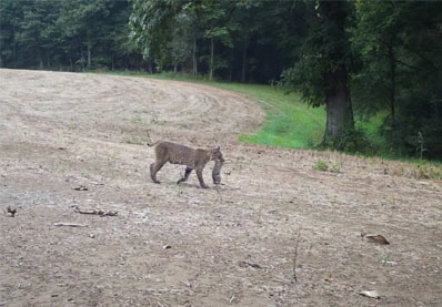 Bobcat carrying a rabbit