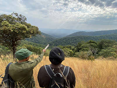 A photo of Ruth's field assistant (black hat) and a local scout (green hat) at the top of a mountain discussing how they should maneuver down the side of the mountain in the Ntakata forest