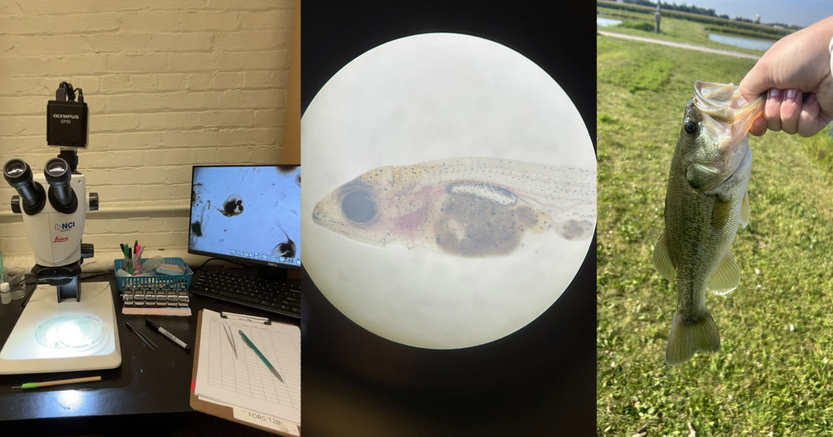 Identifying zooplankton under a microscope in the Freshwater Ecology Lab; a walleye under a microscope at the Aquaculture Research Lab; A largemouth bass Katie caught hook and line sampling. 