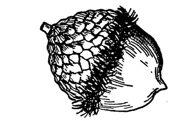 Line drawing of a bur oak acorn