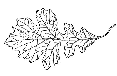 Line drawing of a bur oak leaf