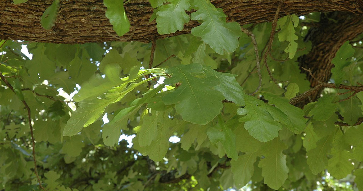Bur oak leaves