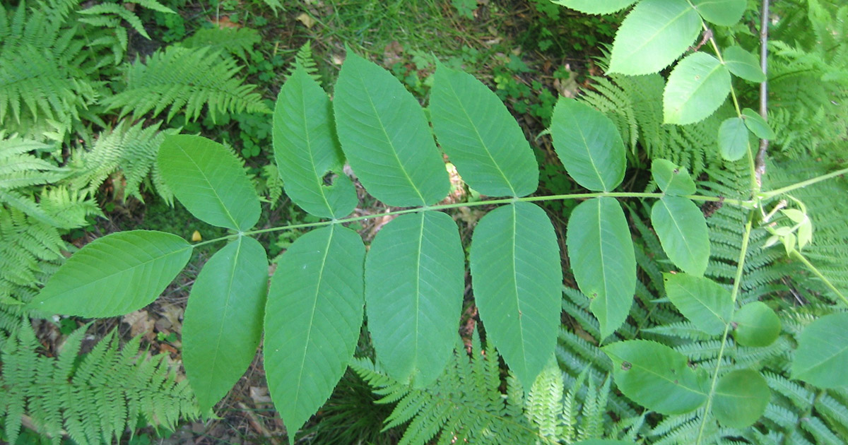 Butternut tree leaves