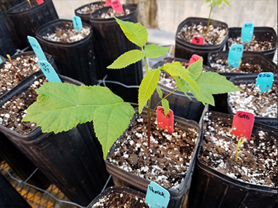 Butternut seeds/saplings