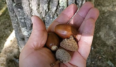 Chestnut oak acorns