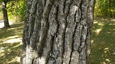 Chestnut oak bark
