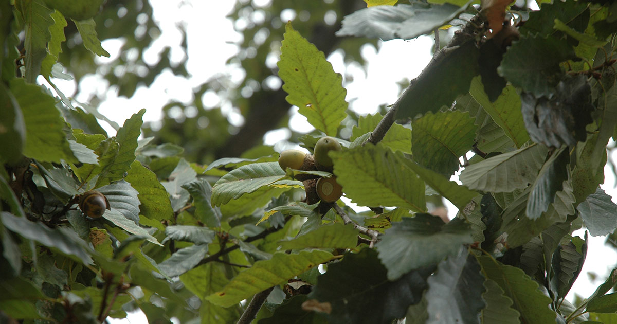 Chestnut Oak leaves