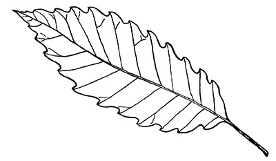 Line drawing of a chinkapin oak leaf