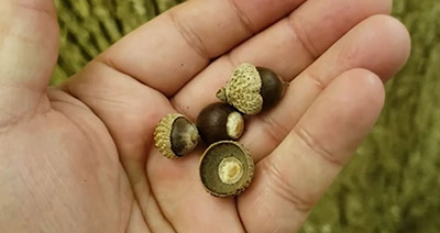 Chinkapin oak acorns