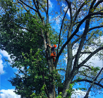 Climbing a walnut tree to remove a hackberry growing into it