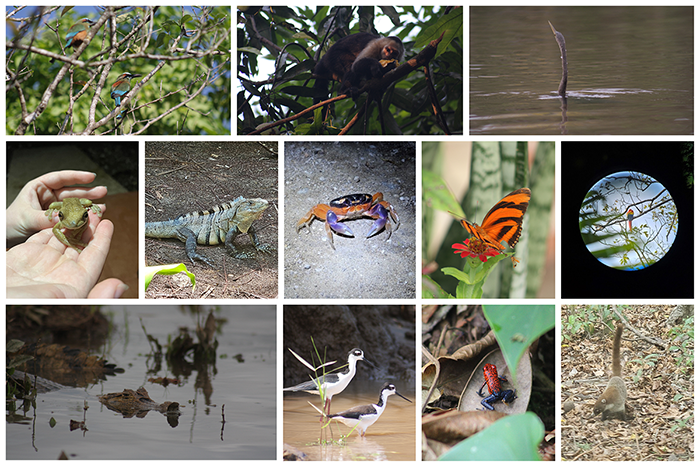 Images of a small sampling of species the group encountered, including: a turquoise-browed Motmot, a capuchin white-faced monkey, an Anhinga at Caño Negro popping its head back up after a dive for food, a Halloween crab, the banded orange heliconian butterfly, a Scarlet Macaw, a caiman crocodile, a Black-necked stilt, a strawberry poison dart frog and a coatimundi.