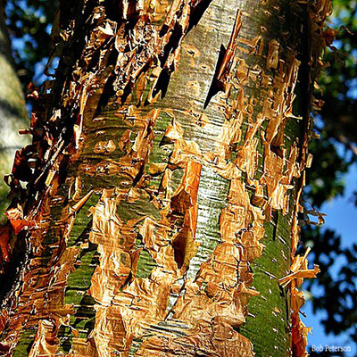 Tourist tree (Bursera simaruba)