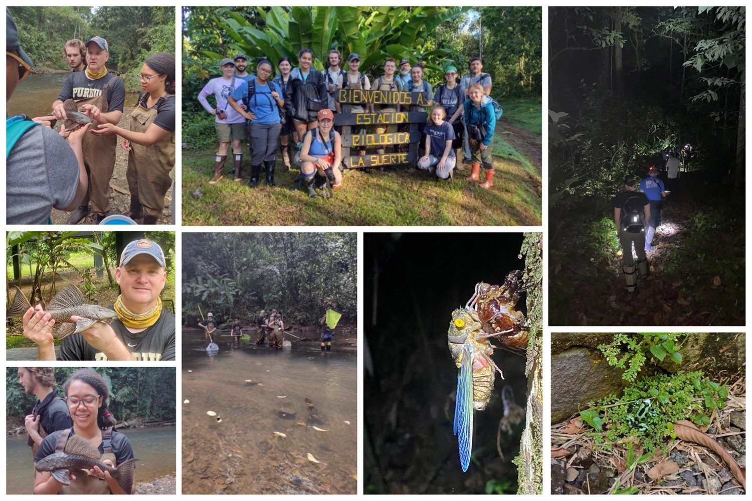 Views from La Suerte Forest, La Suerte River and a night hike