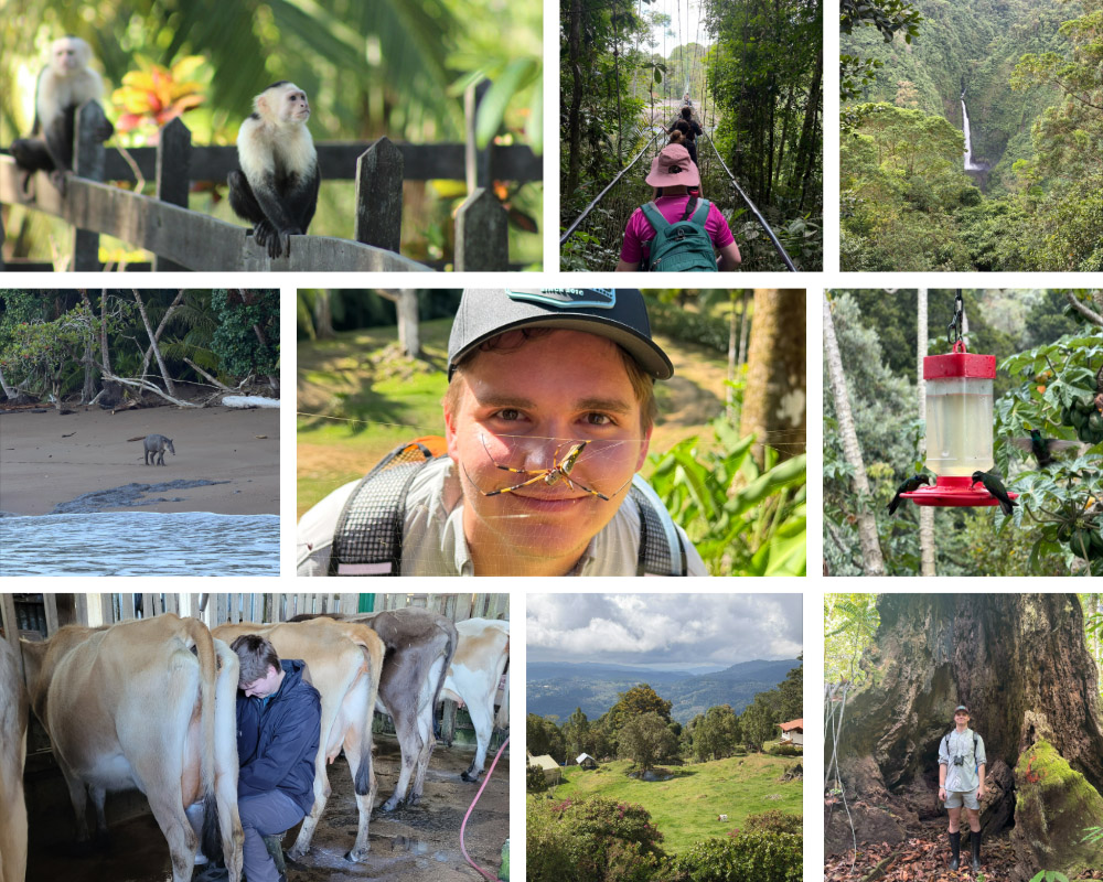 A collage of images from Costa Rica, taken by Nathan Smith. Top row (Left to Right): White-faces Capuchins at Poor Man's Paradise; Walking bridge over river in La Tirimbina reserve; Waterfall at Cinchona Row 2: Tapir walking on beach in Corcovado National Park; Me behind an orb weaver web in Corcovado National Park; Hummingbirds Row 3: Nathan milking a cow at Las Vueltas; View from Las Vueltas lodge; Nathan inside a decaying tree in Corcovado National Park