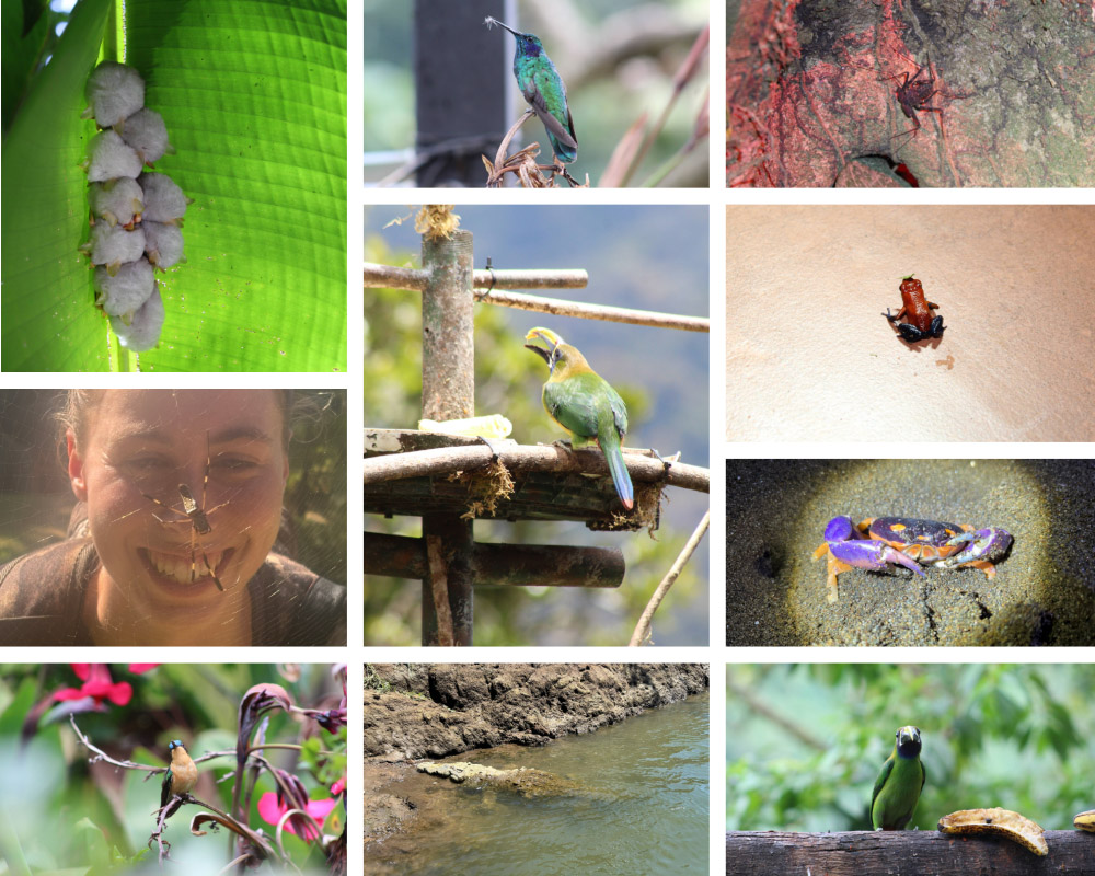 A collage of images from Costa Rica taken by Lauren Toepp: Top row (Left to Right): Hondoran white bats; Lesser Violetear (Hummingbird), whip scorpion.  Second row: Lauren behind a golden orb weaver web; Northern Emerald Toucanet; blue jeans poison dart frog, also known as the strawberry poison dart frog; Halloween crab. Bottom row: Purple-throated Mountain-gem; American crocodile; Northern Emerald Toucanet. 