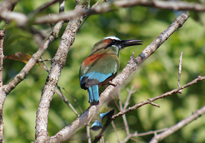 Turquoise-browed Motmot