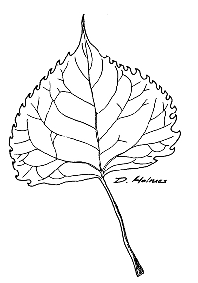 Eastern cottonwood leaf