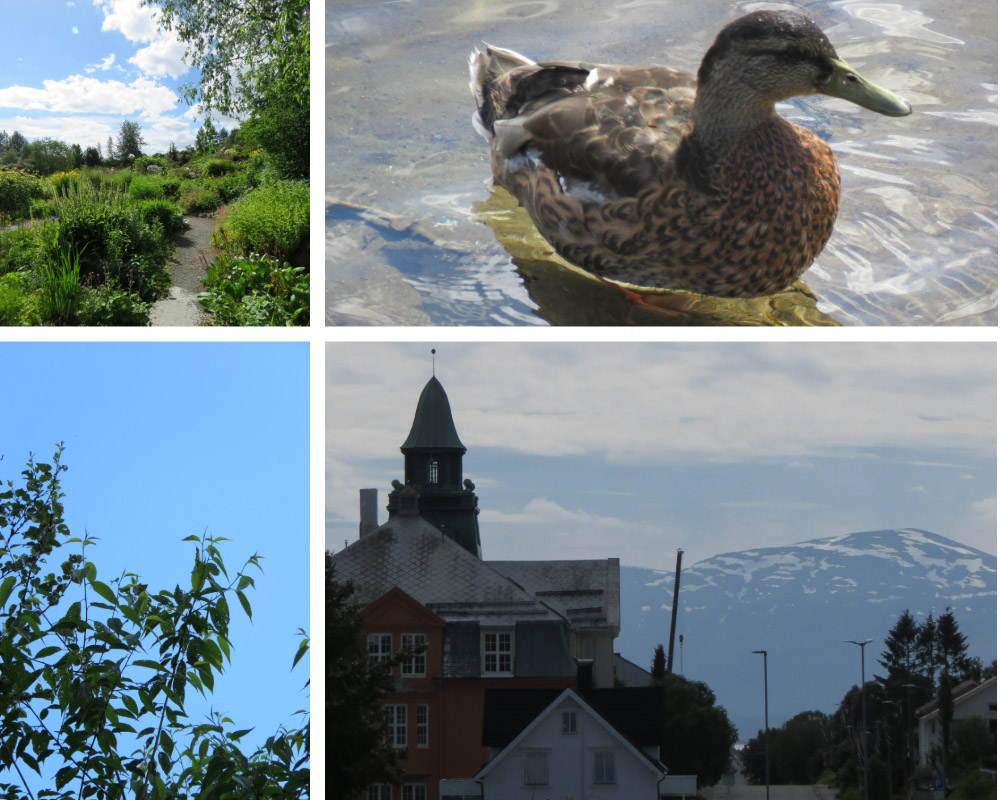 A collage of images from Norway including a forested creek area, a duck, a tree and a building next to a mountain peak. 