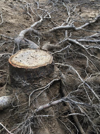 Cut tree and roots, Pathmaker award.