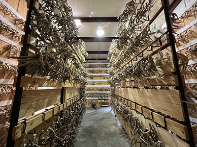 Antler room at Kerr Management Area