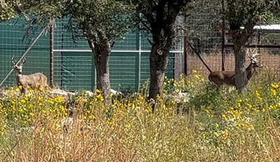 Deer at Kerr Management Area