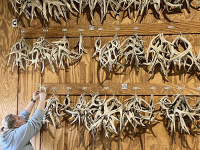 Julia Buchanan-Schwanke looks at antler samples from throughout the years at Kerr Management Area