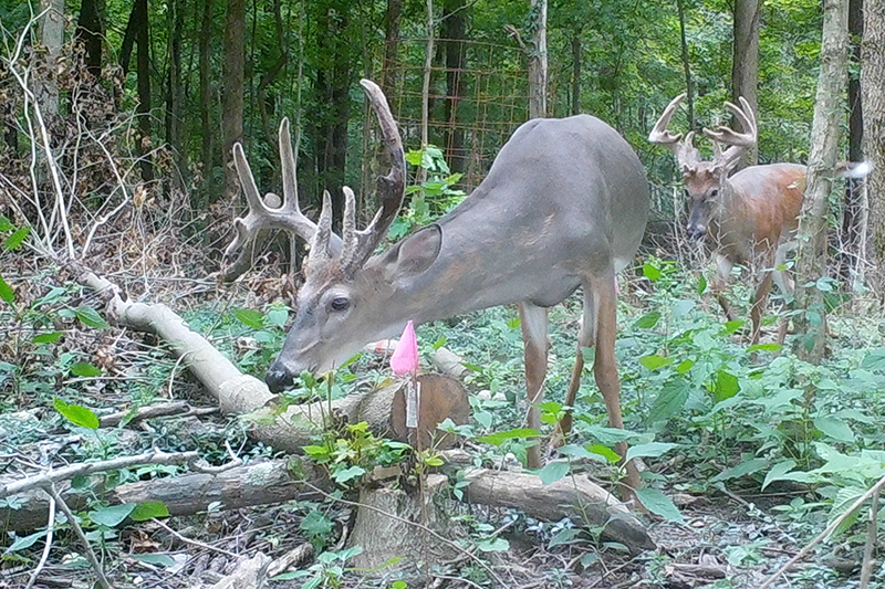 Trail cameras monitor deer impact on woodlands. (Integrated Deer Management Project, Purdue University photo)