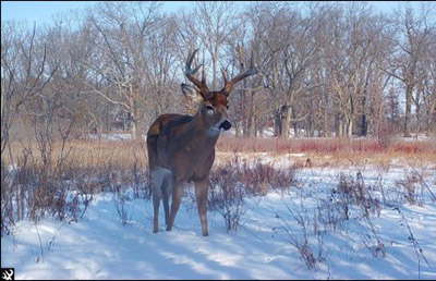 A buck stands in the snow