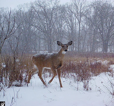 A female white tailed deer stands in the snow